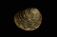 藏品(草蓆鐘螺)的圖片